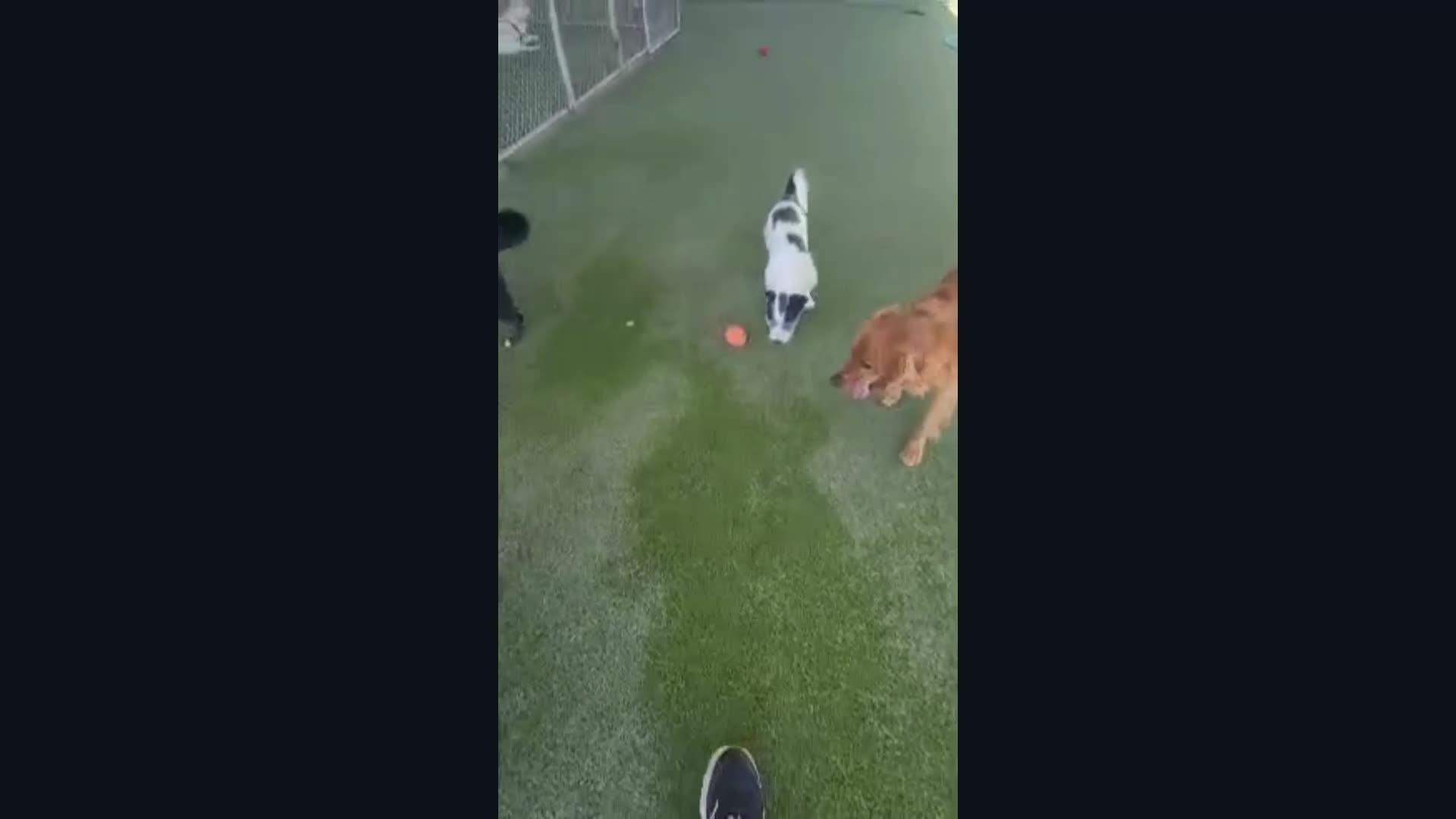 Dogs playing