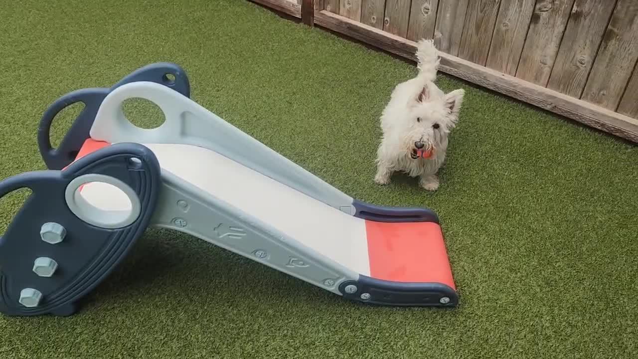 Dogs playing