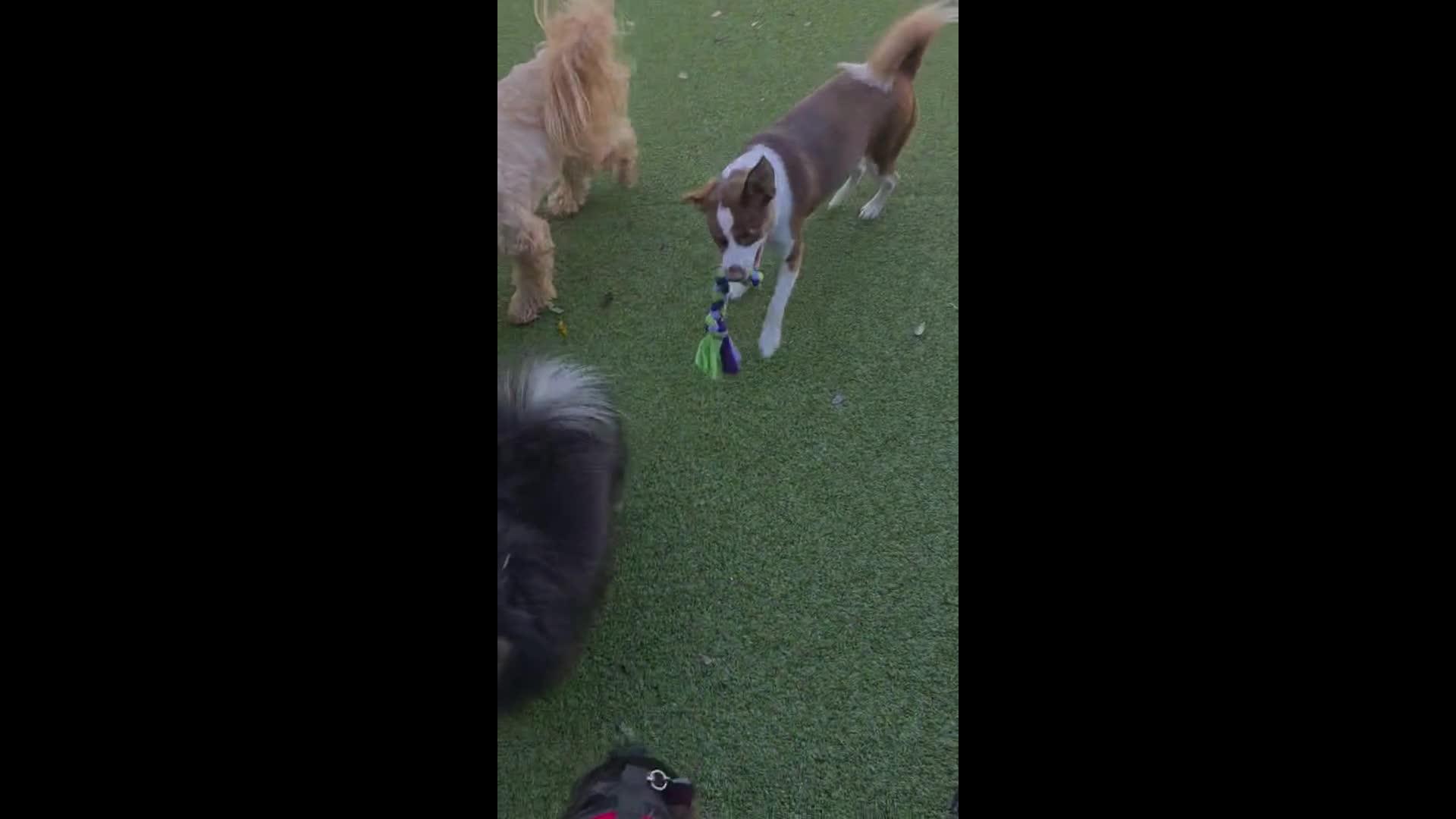 Dogs playing