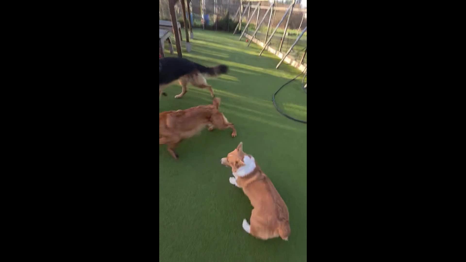 Dogs playing