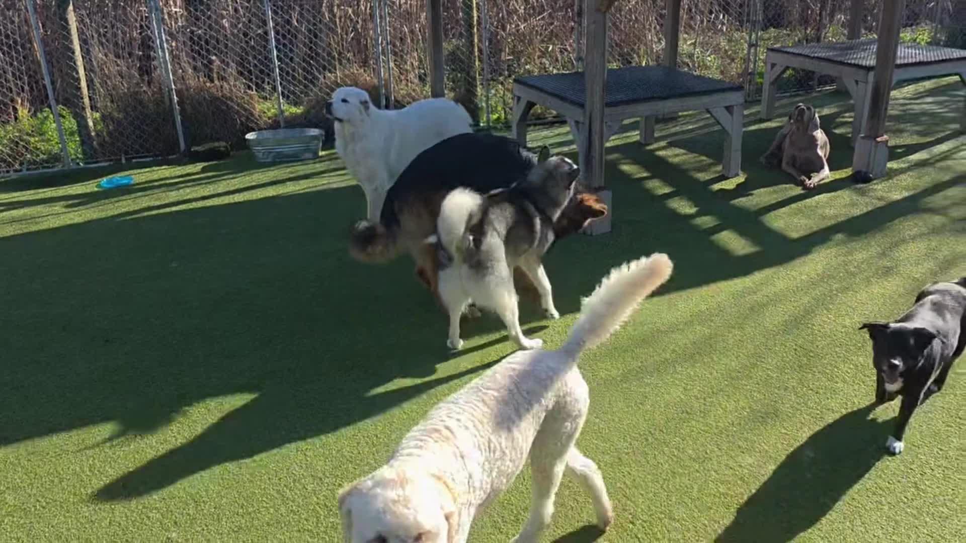 Dogs playing