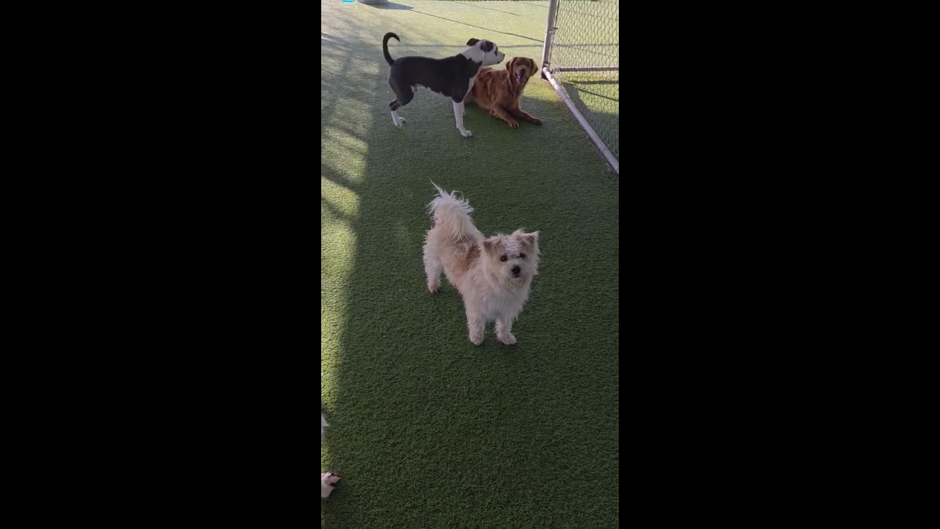 Dogs playing