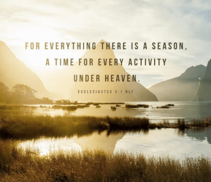 SEASONAL REFLECTIONS