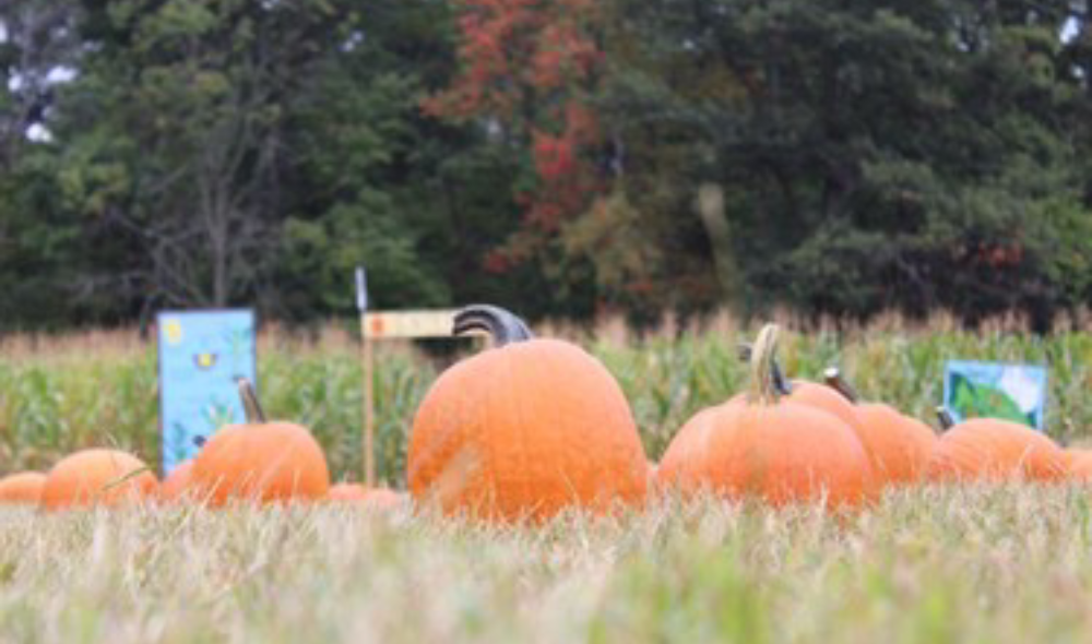 Weekday Hayride and Pumpkin Picking