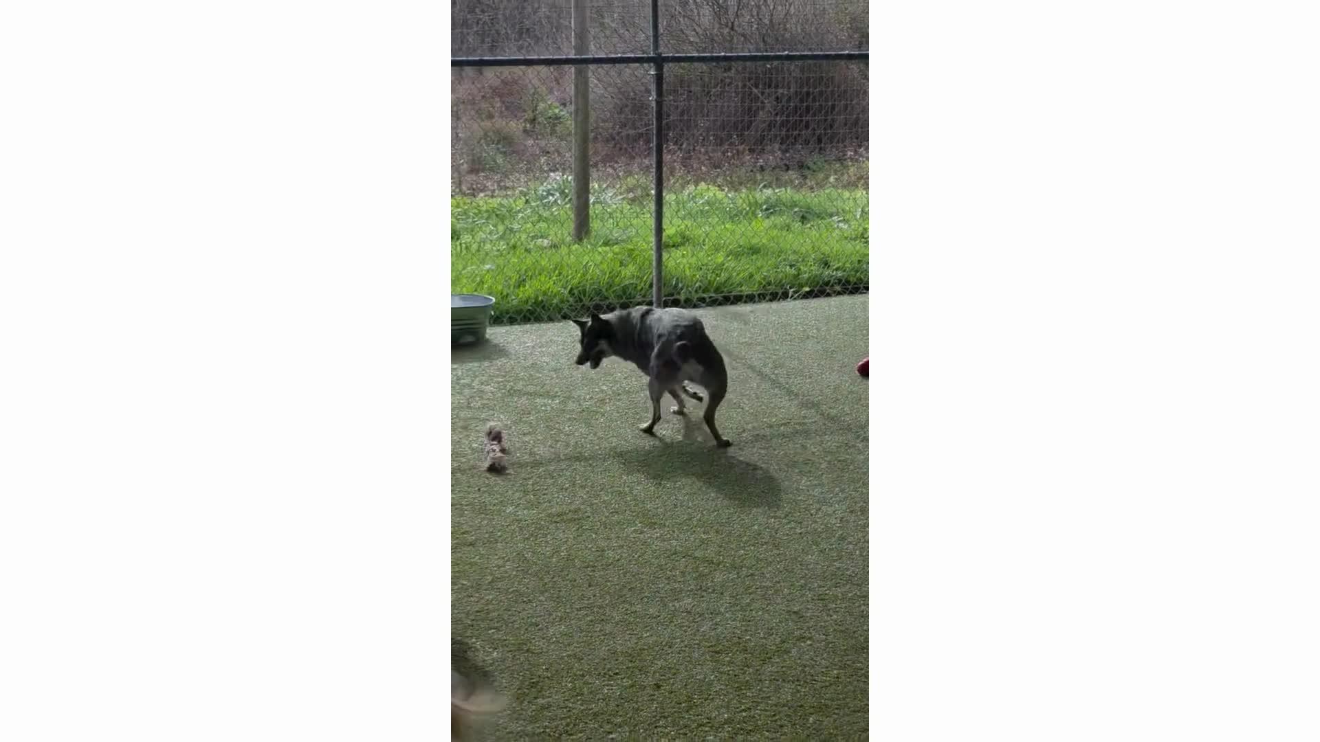 Dog playing with rope.