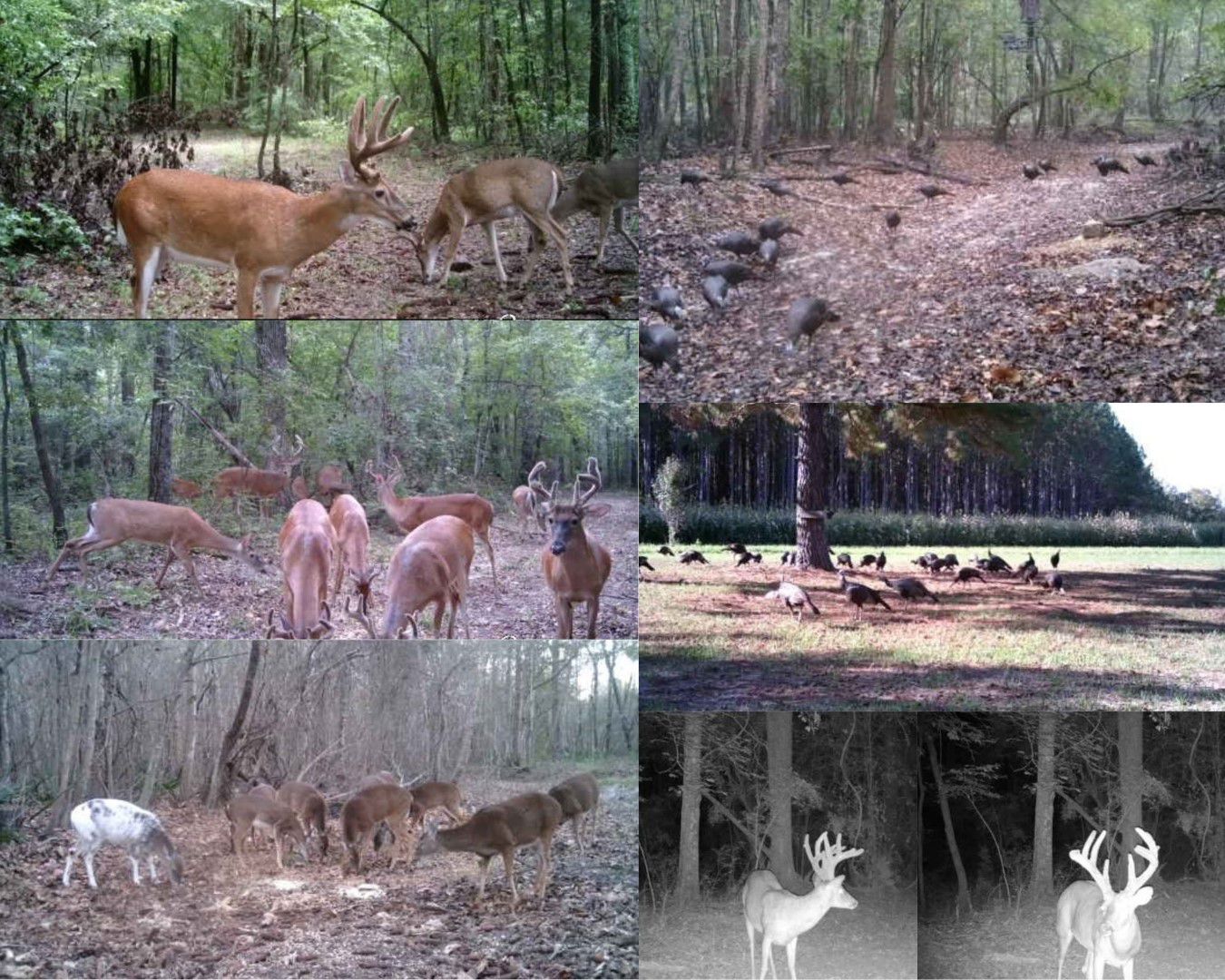 Land For Sale Woods N Water