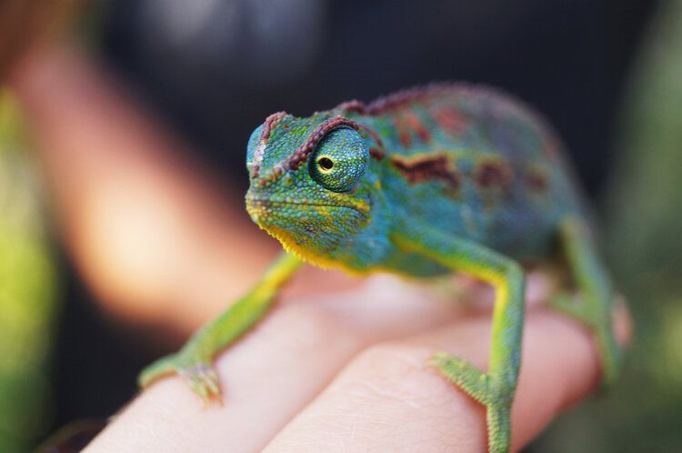  Chameleon