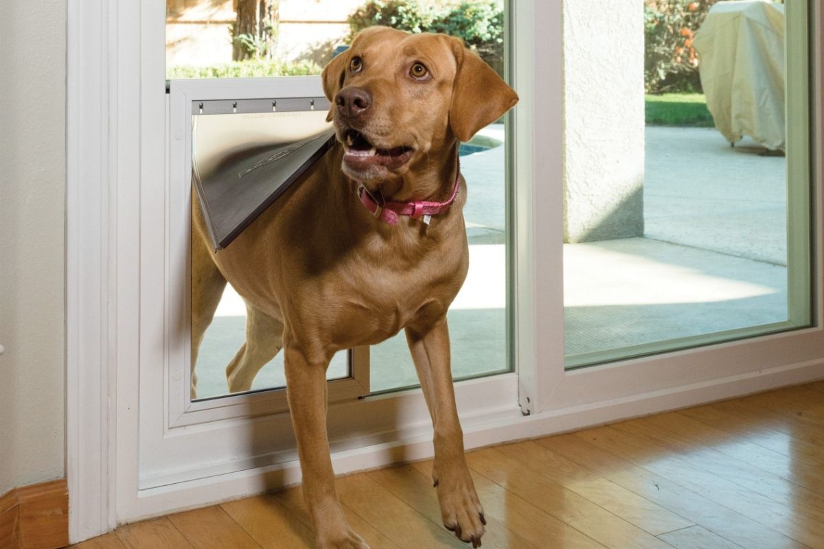 Dog using Anlin Malibu sliding patio door pet door