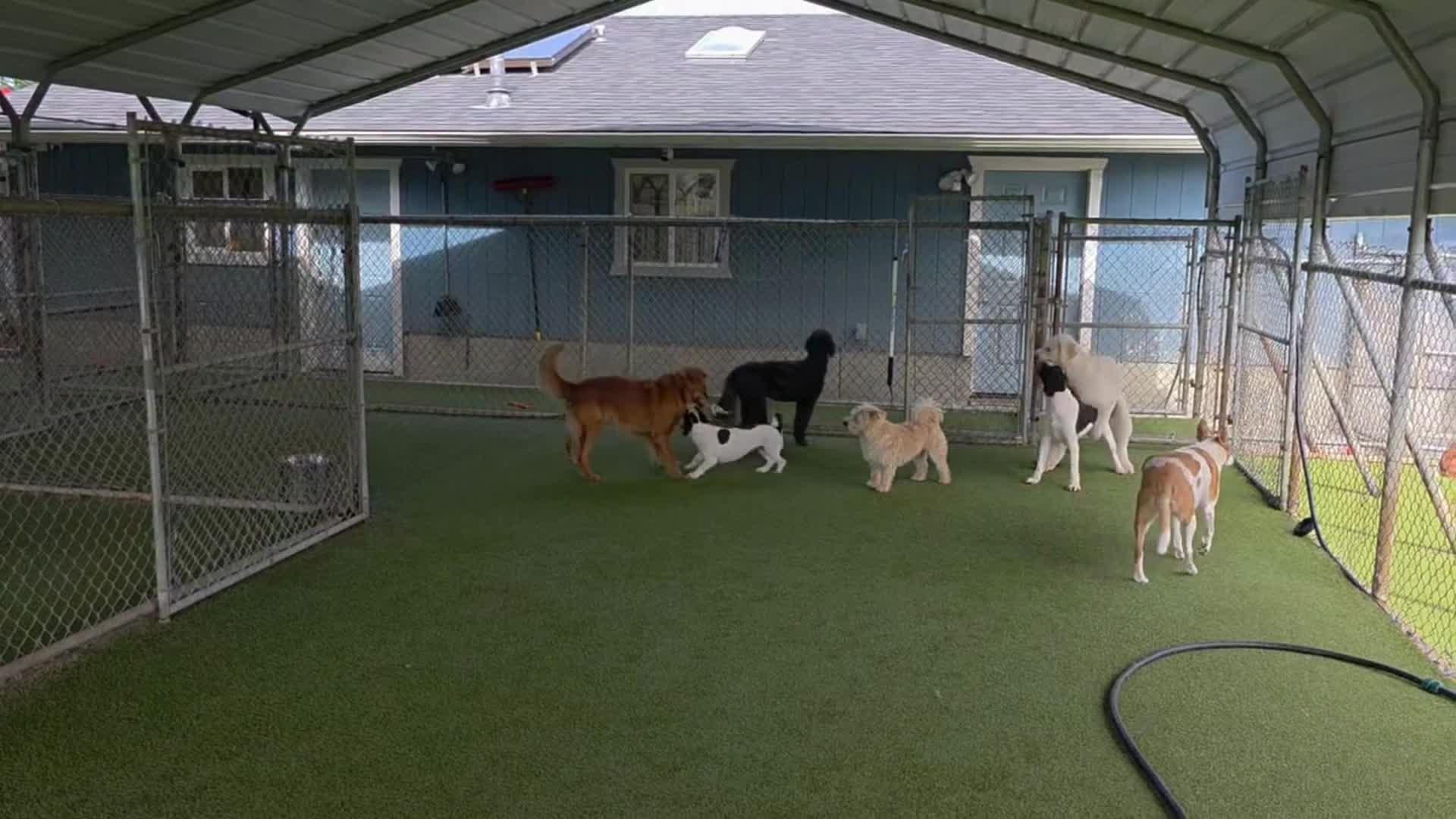 dogs playing in pool.