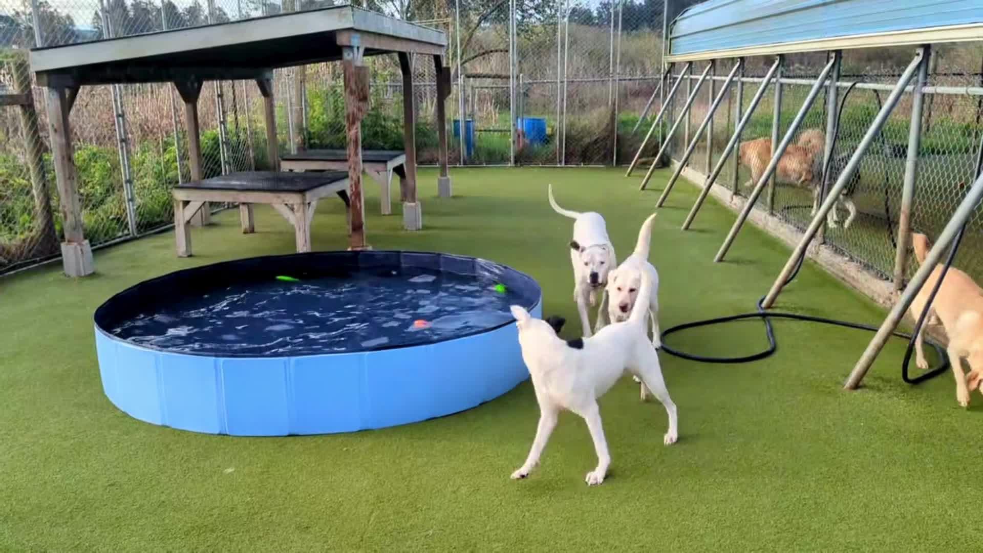 dogs playing in pool.