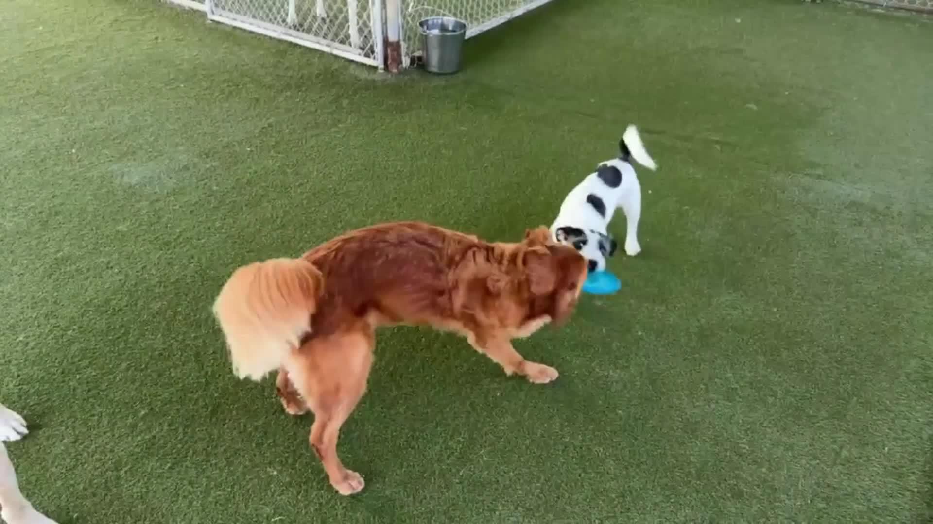 dogs playing in pool.