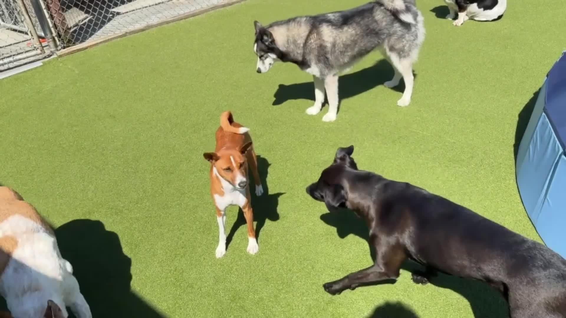 Dogs Playing