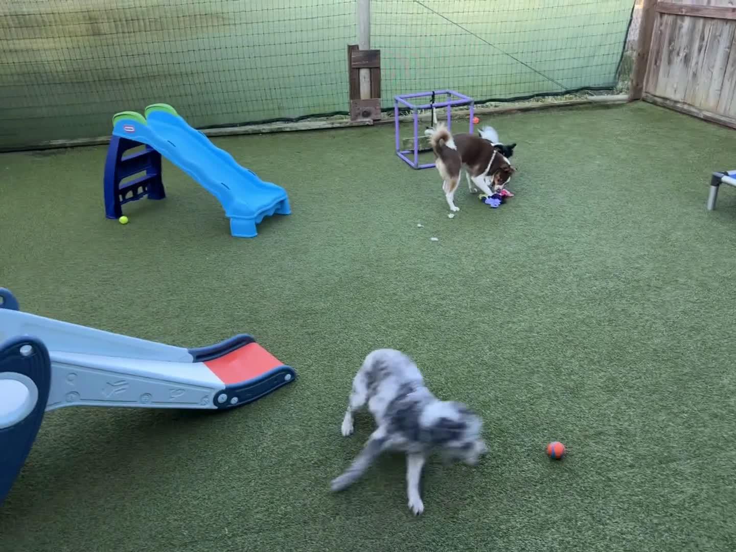 Dogs playing