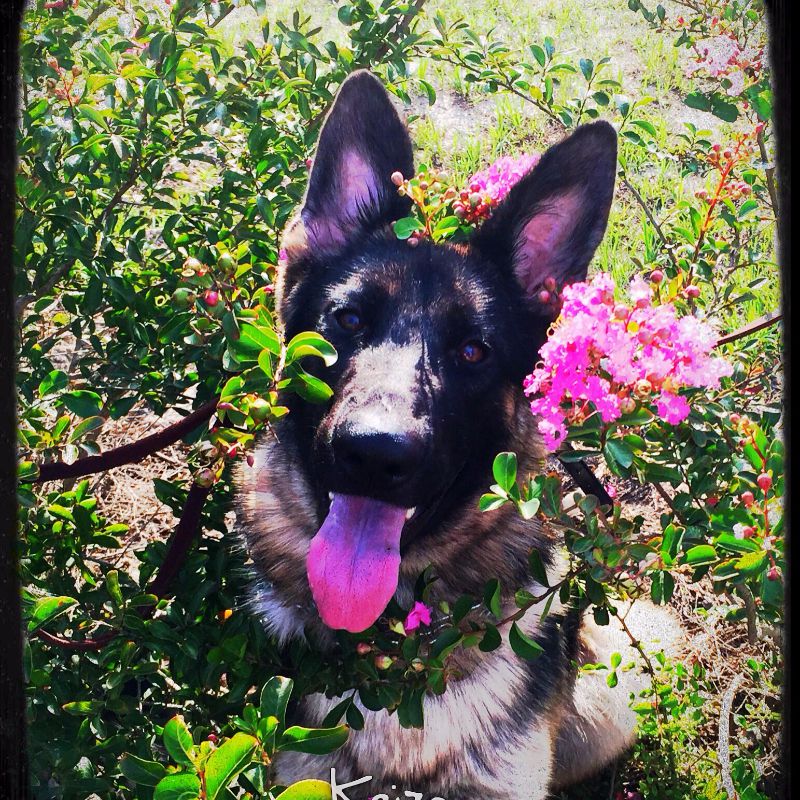 Testimonials Altamaha Canine Consulting