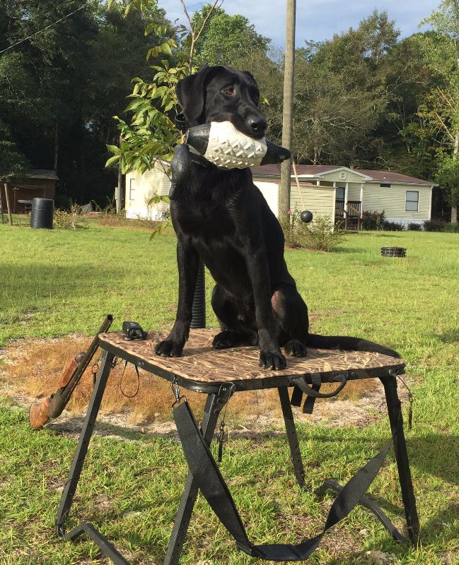 Testimonials Altamaha Canine Consulting