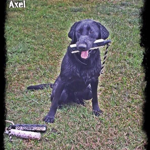 Testimonials Altamaha Canine Consulting