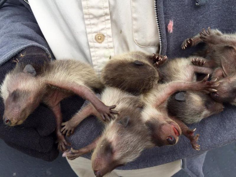 advantage wildlife removal