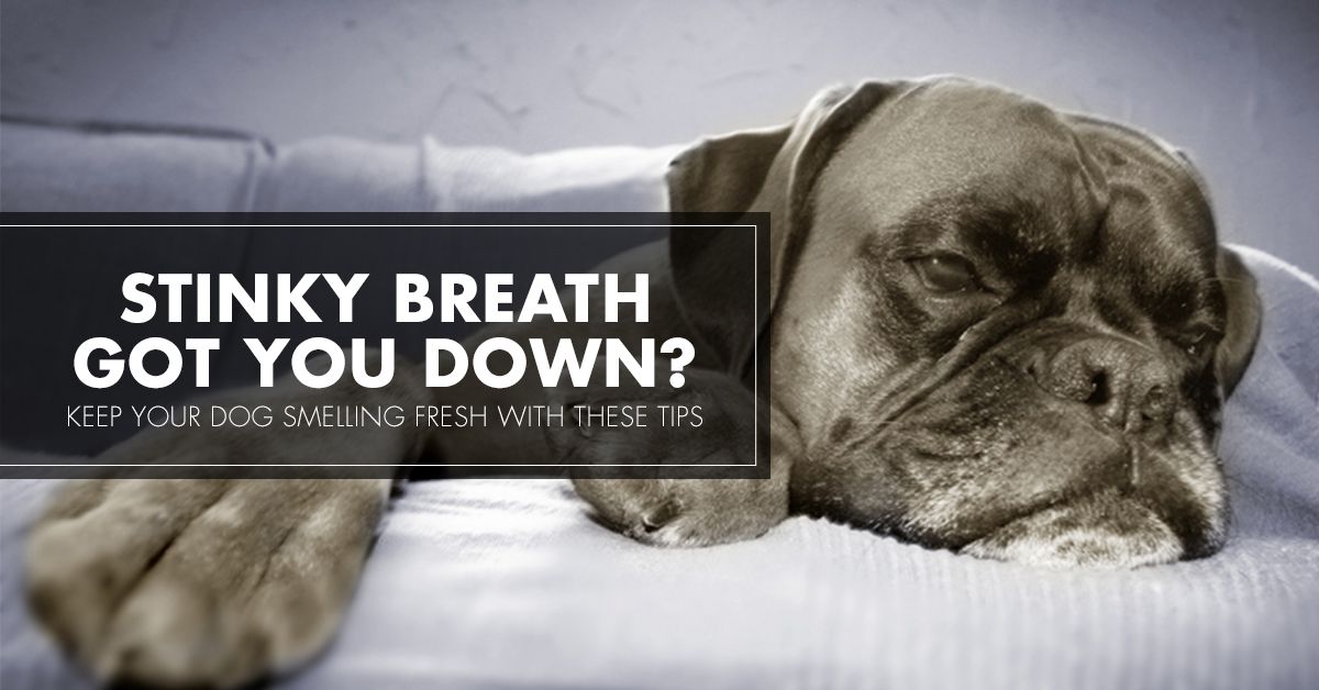 Stinky Breath Got You Down? Keep Your Dog Smelling Fresh With These