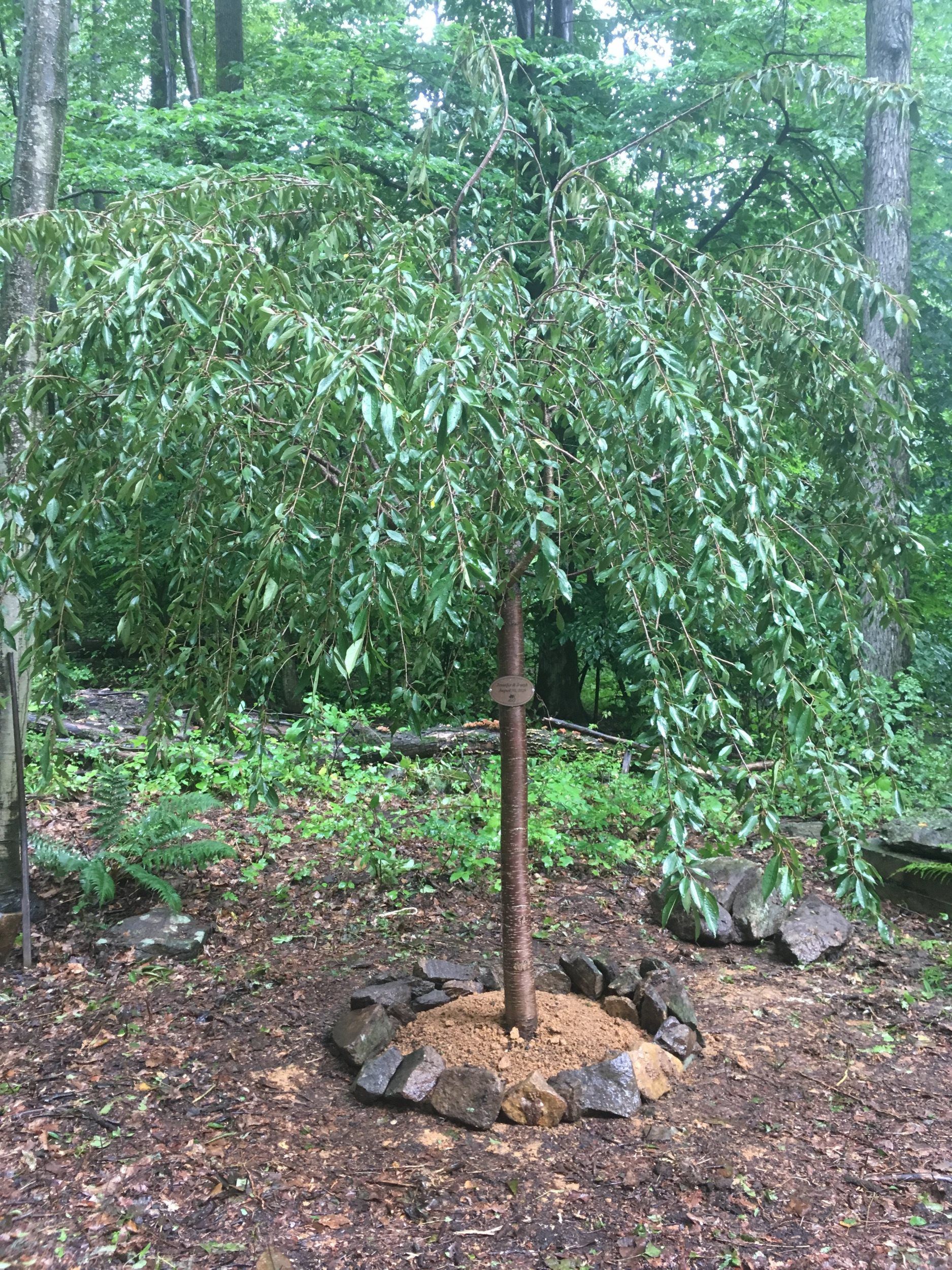 Wedding Bracelet Tree Marker