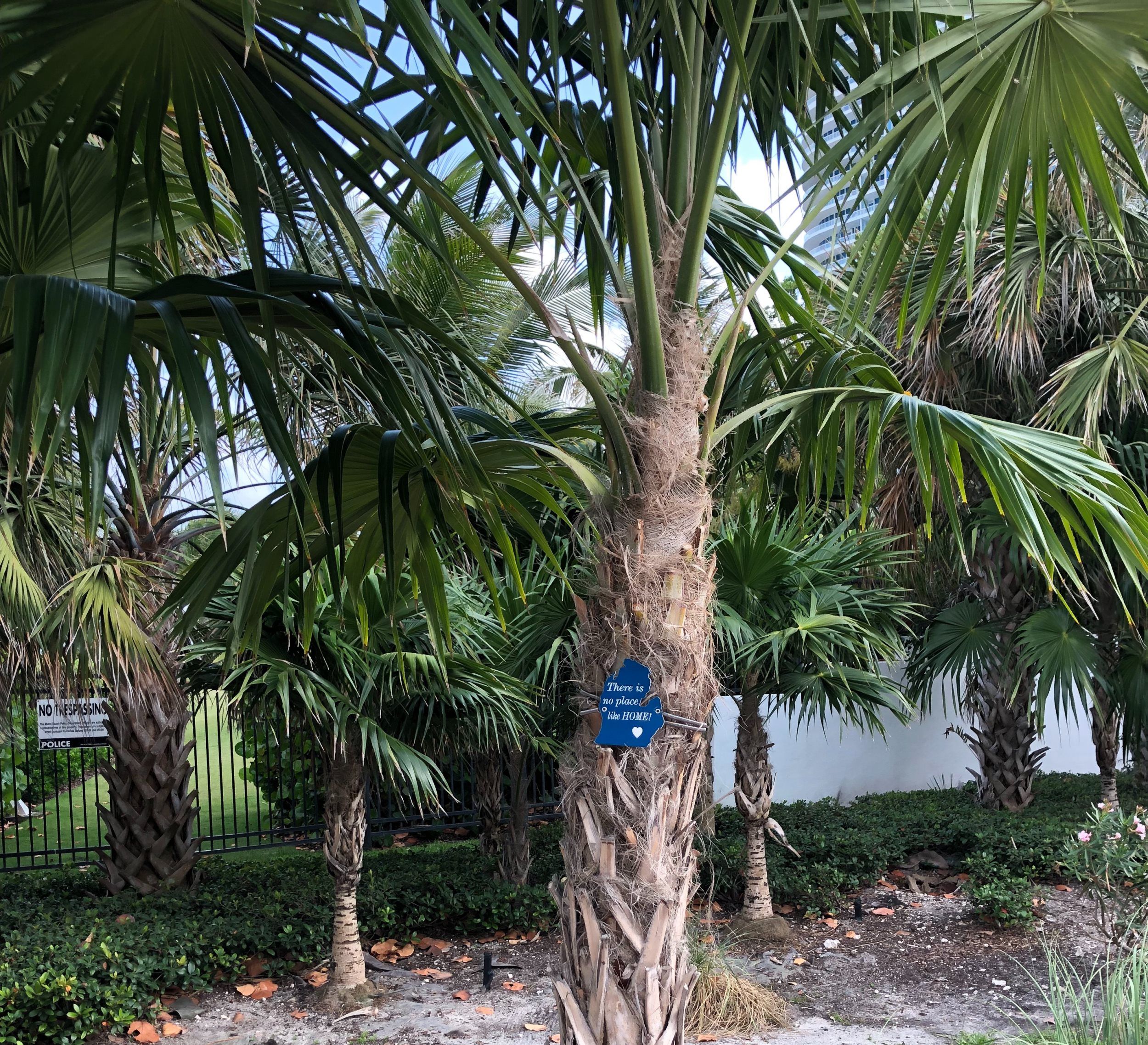Florida Palm Michigan Native