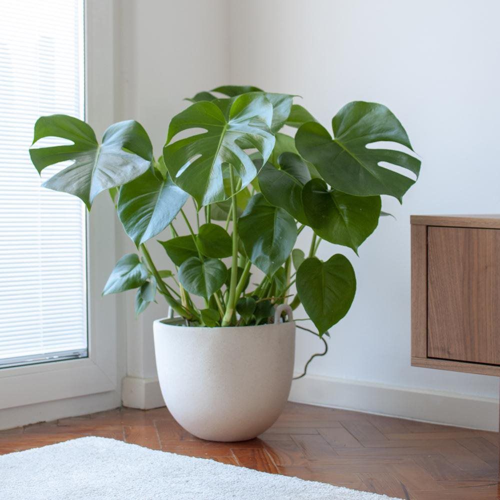 Monstera deliciosa