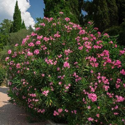 Oleander