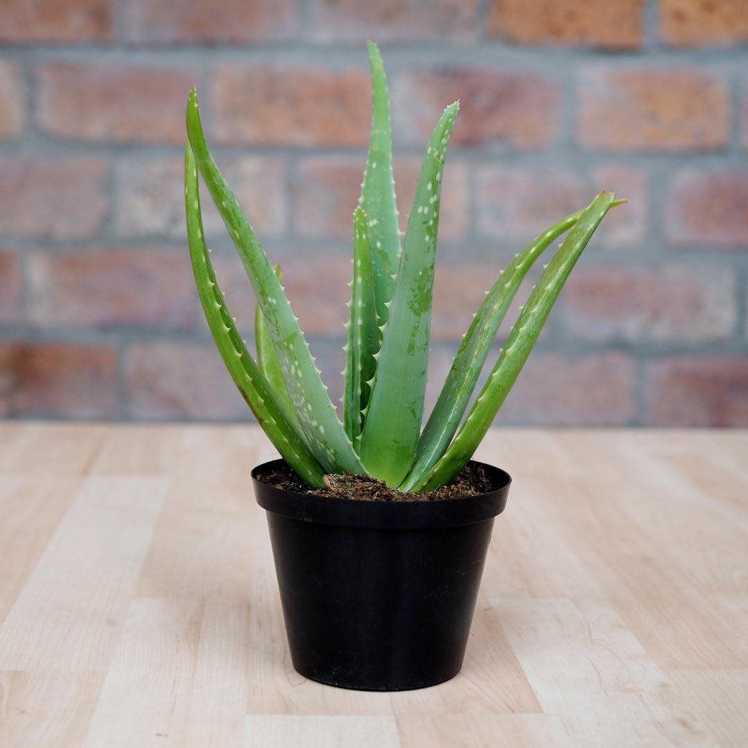 Aloe Vera