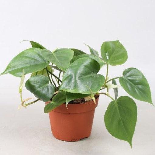 Philodendron
