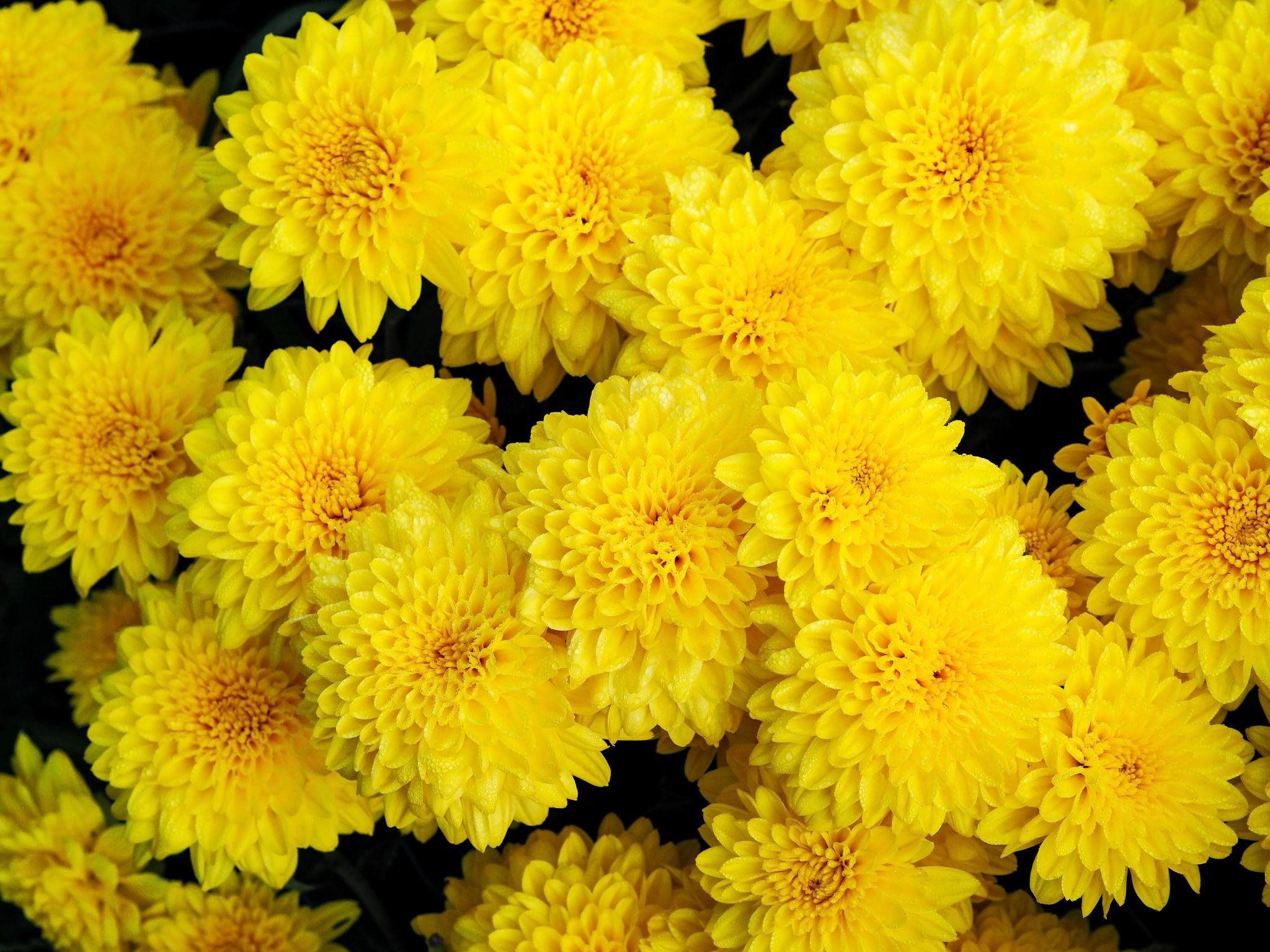 Chrysanthemum