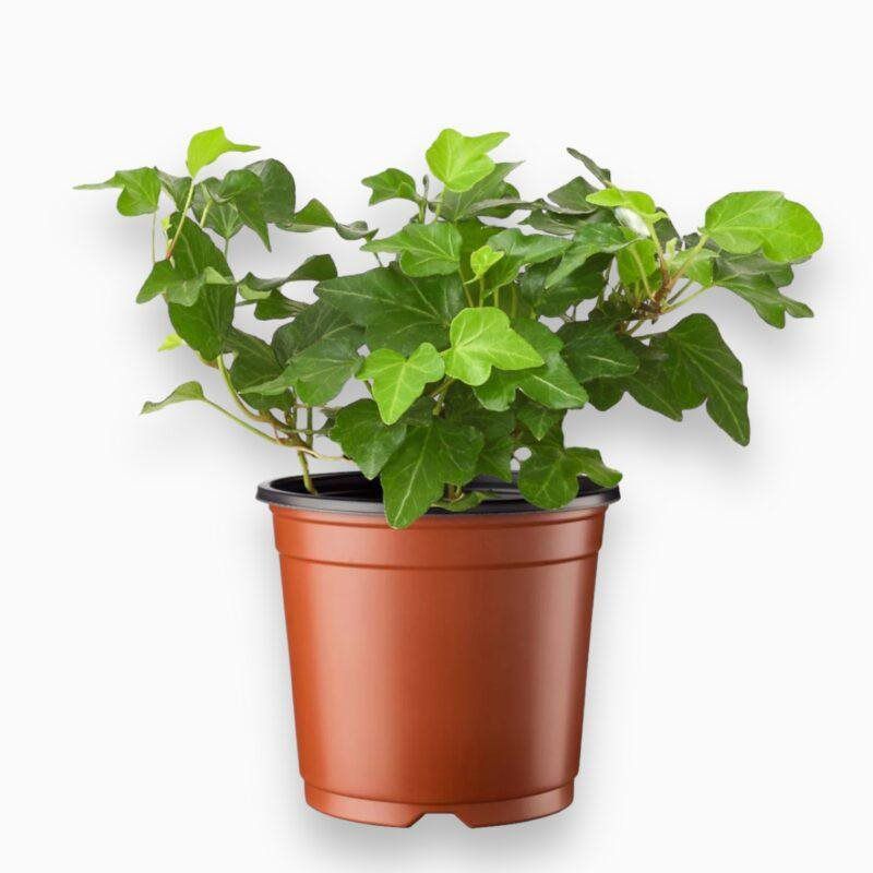 English Ivy