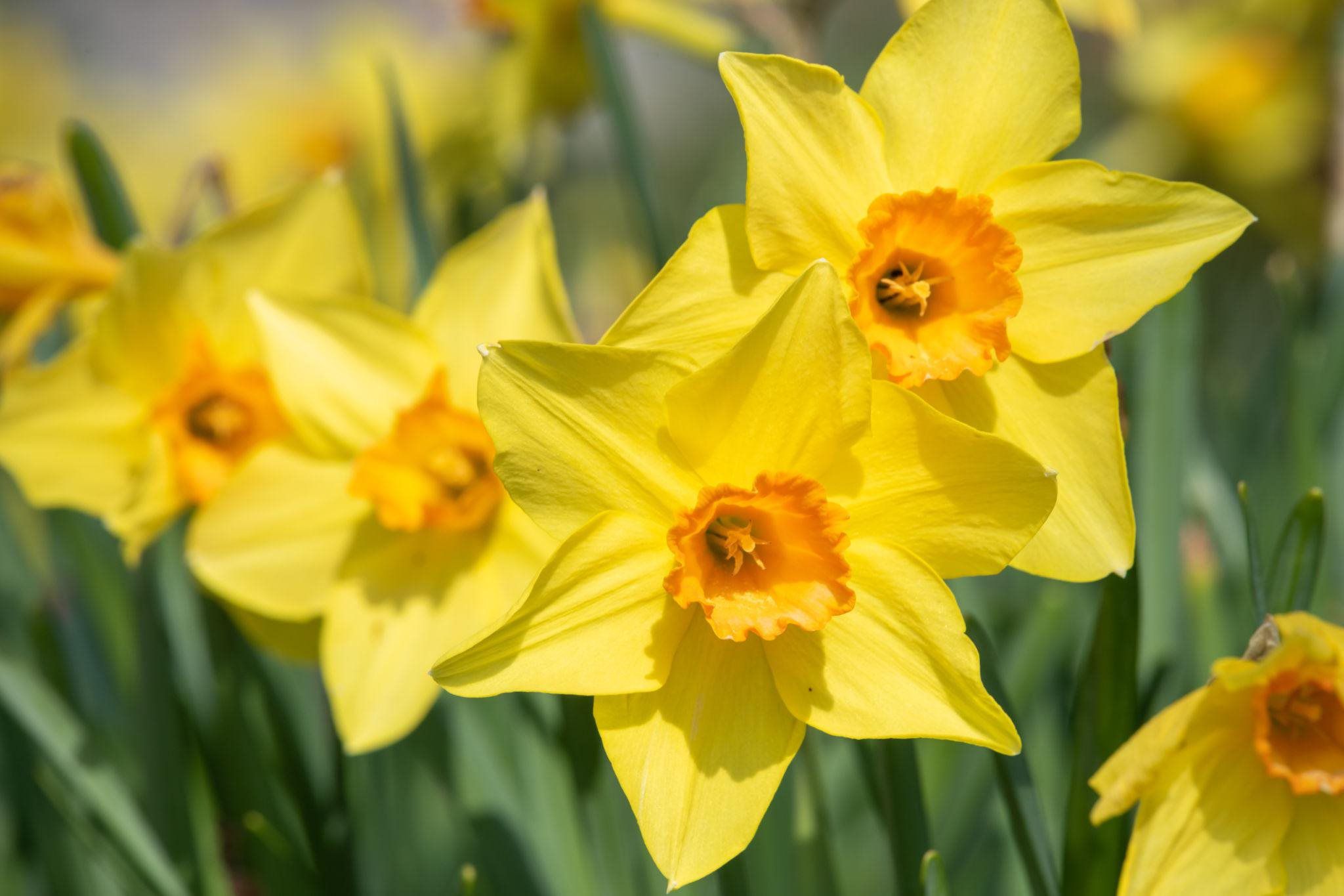 Daffodil