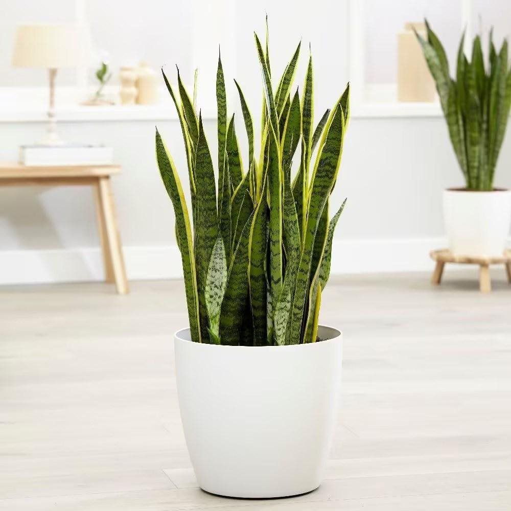 Snake Plant (Sansevieria trifasciata)