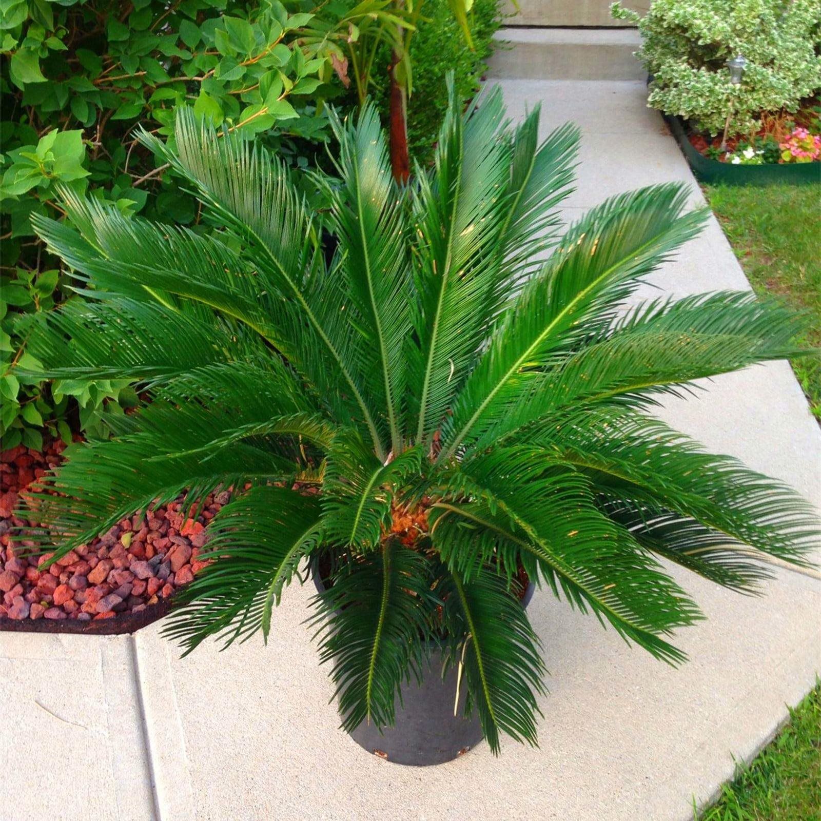 Sago Palm