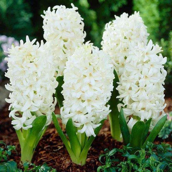 Hyacinth