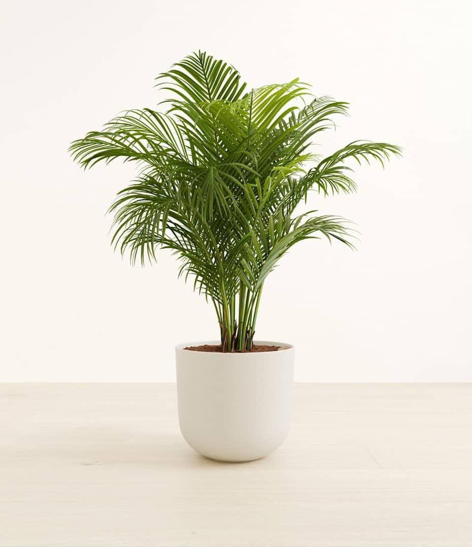 Areca Palm