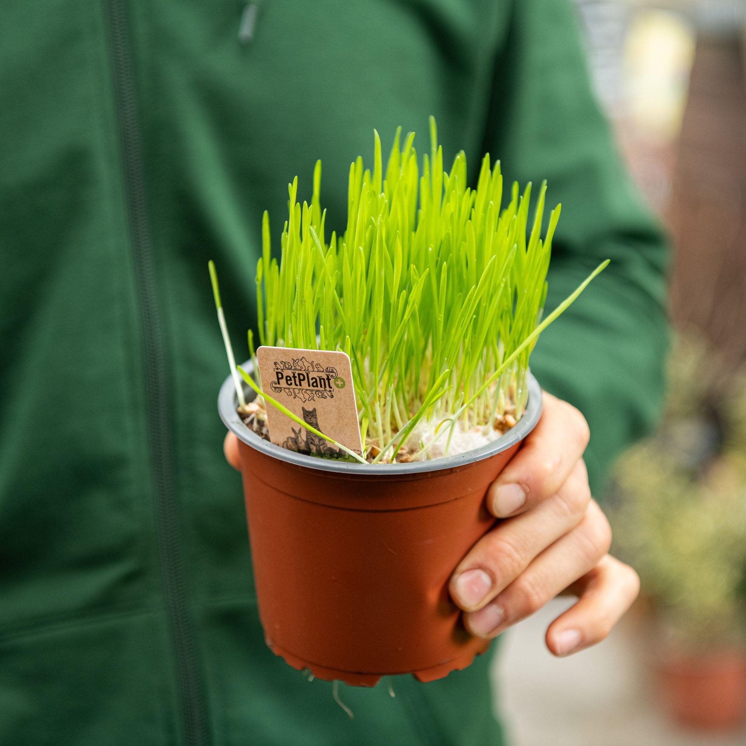 Cat Grass