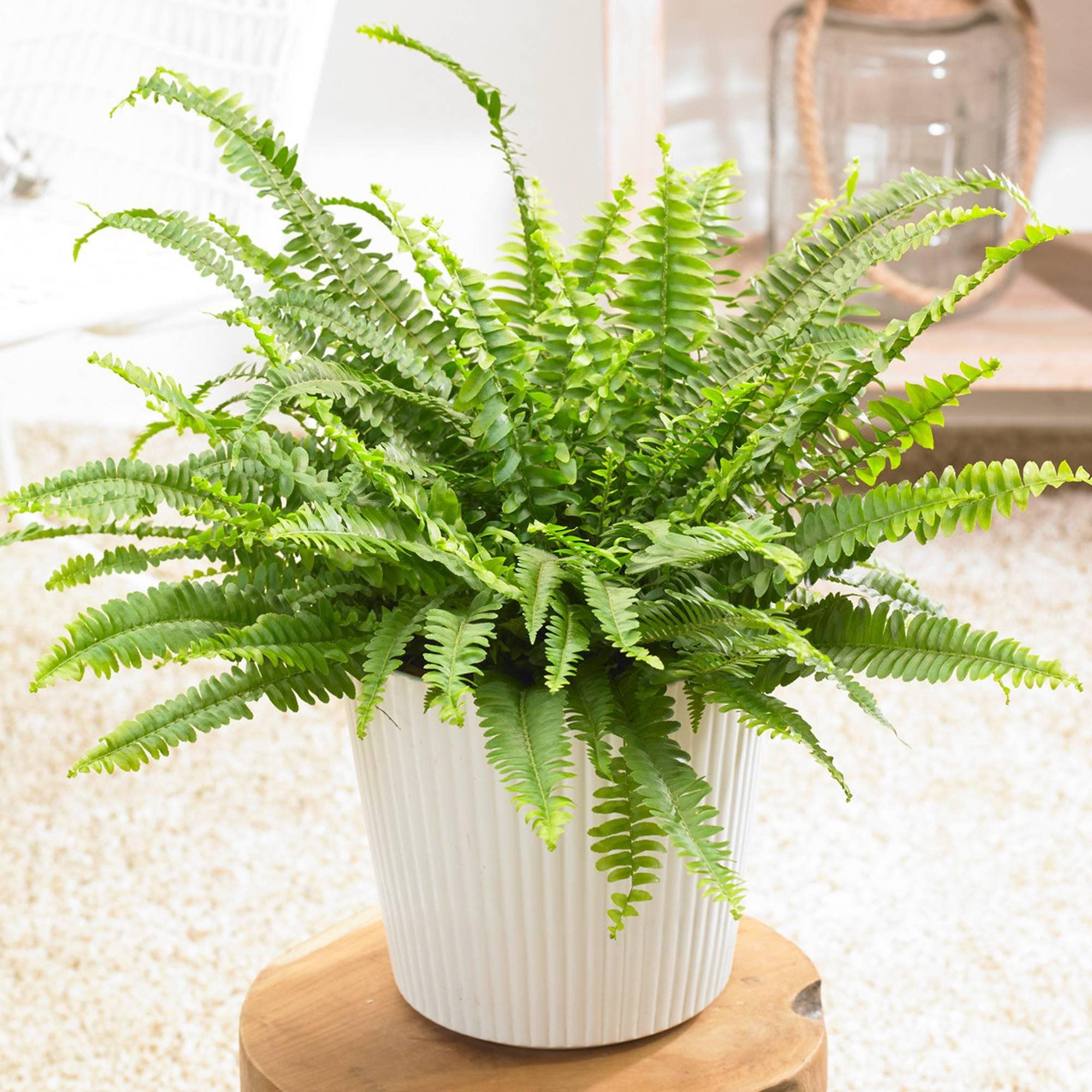 Boston Fern