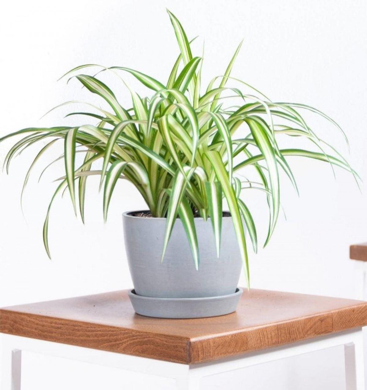 Spider Plant