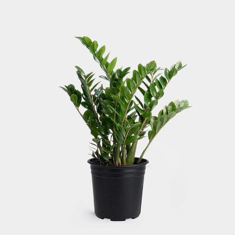 ZZ Plant (Zamioculcas zamiifolia)