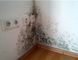 Mold Remediation