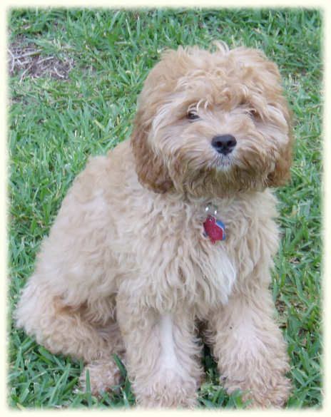 Golden CavaDoodle