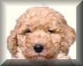 Medium Crossback Goldendoodle Puppies