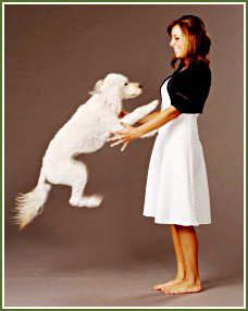 Our Petite, Medium Petite and XS Petite Goldendoodle Puppies!