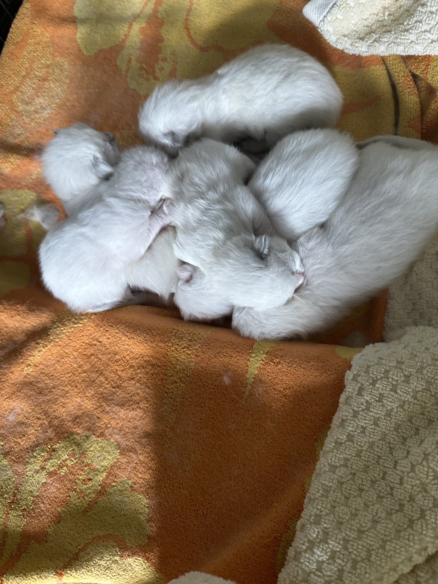Litter of Kittens