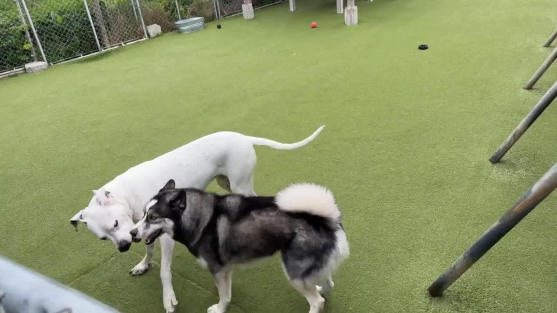 Dogs Playing