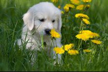 pet supplies plus shot clinic prices pet supplies plus shot clinic prices
