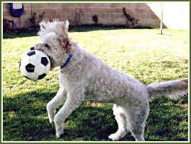 Twinkler Bean - Soccer Catch!