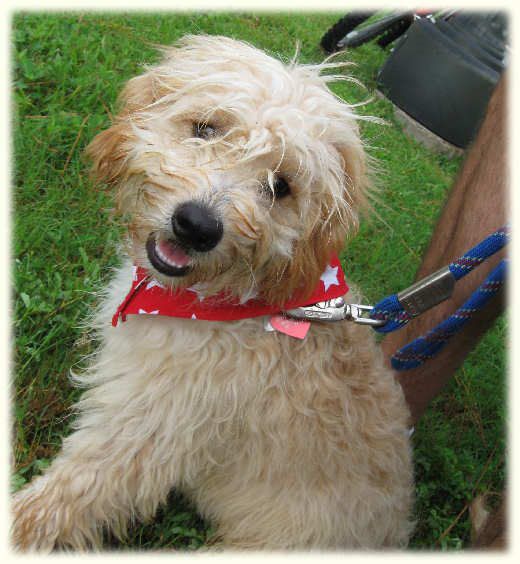 Beau before grooming