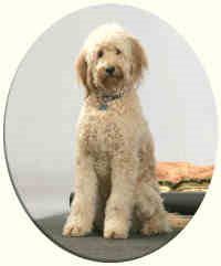 Goldendoodle