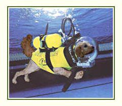 dog at sea